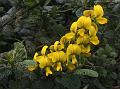 Ever-Flowering Rattlepod